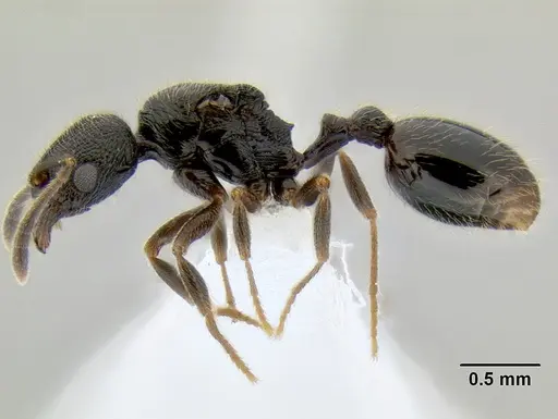 Stenamma maximon - CASENT0605135