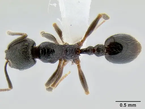 Stenamma maximon - CASENT0605136