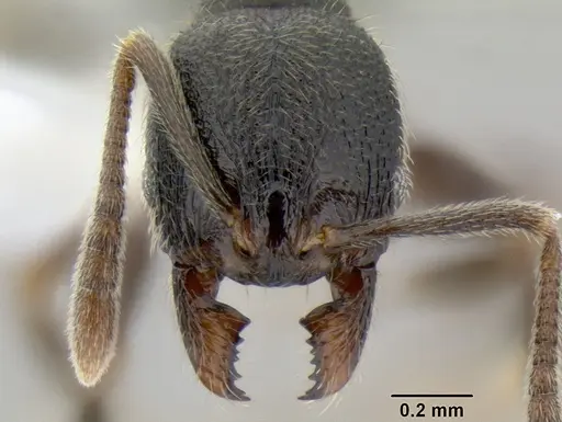 Stenamma maximon - CASENT0605136