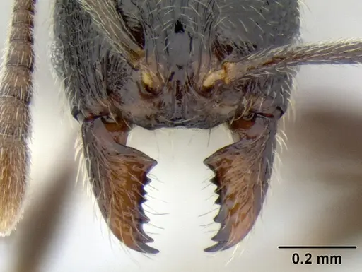 Stenamma maximon - CASENT0605136