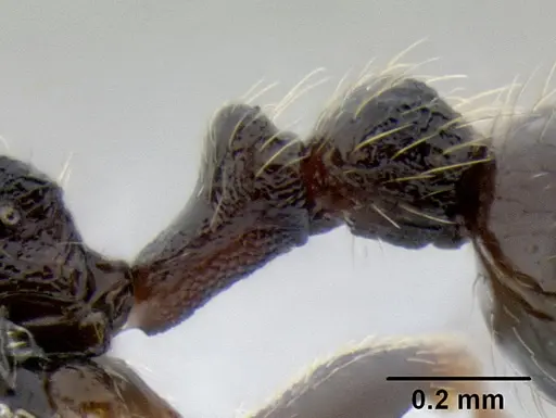 Stenamma maximon - CASENT0605136