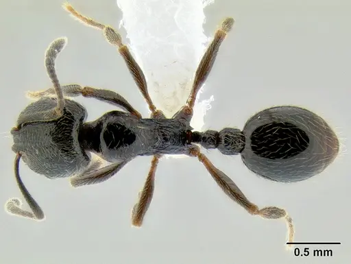 Stenamma maximon - CASENT0605240