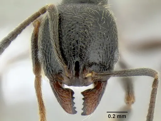 Stenamma maximon - CASENT0605240