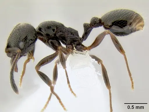 Stenamma maximon - CASENT0605240