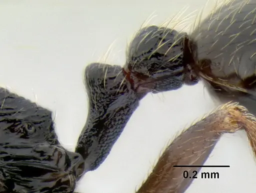 Stenamma maximon - CASENT0605240