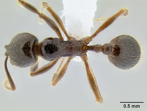 Stenamma maximon - CASENT0605448