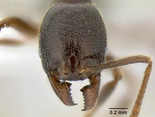 Stenamma maximon - CASENT0605448