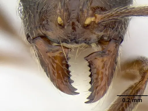 Stenamma maximon - CASENT0605448