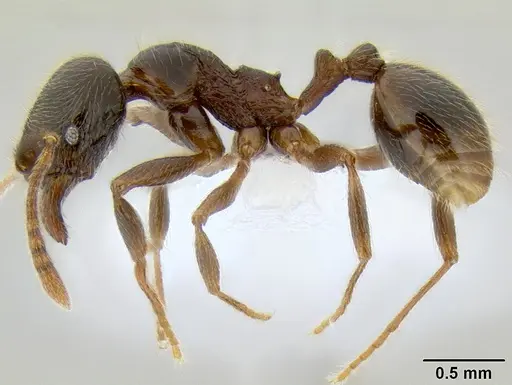 Stenamma maximon - CASENT0605448