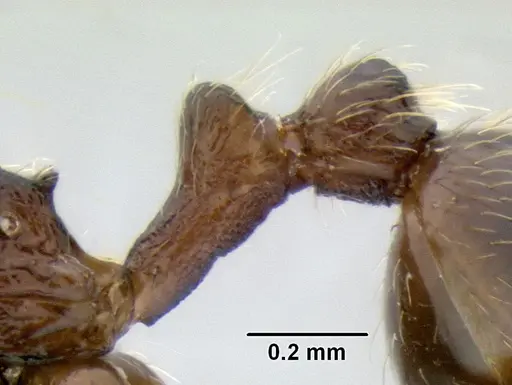 Stenamma maximon - CASENT0605448