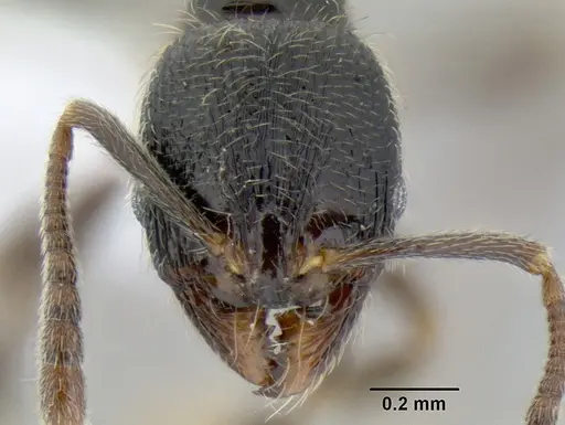 Stenamma maximon - CASENT0606136