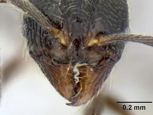 Stenamma maximon - CASENT0606136