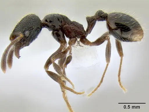 Stenamma maximon - CASENT0606136