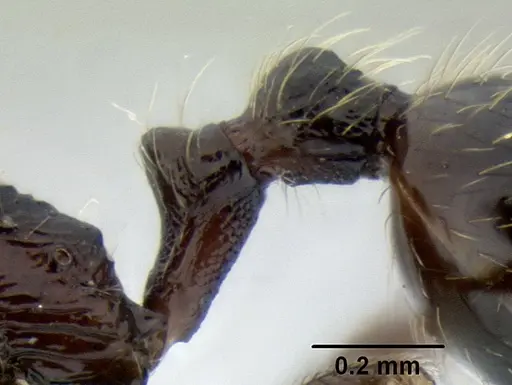 Stenamma maximon - CASENT0606136