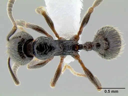 Stenamma maximon - CASENT0621541