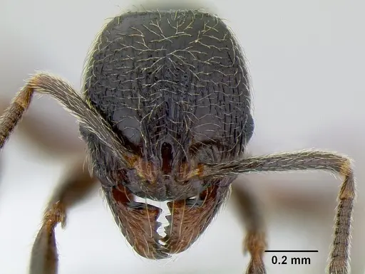 Stenamma maximon - CASENT0621541