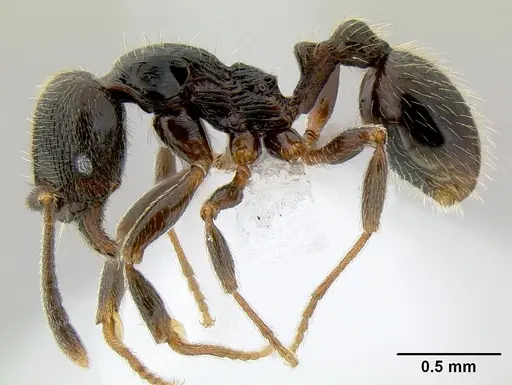 Stenamma maximon - CASENT0621541