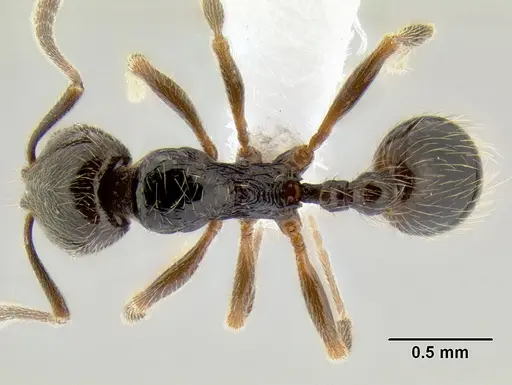 Stenamma maximon - CASENT0621635