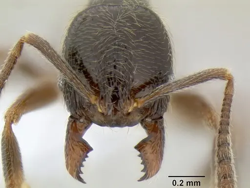 Stenamma maximon - CASENT0621635