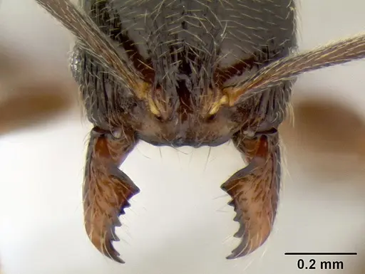 Stenamma maximon - CASENT0621635