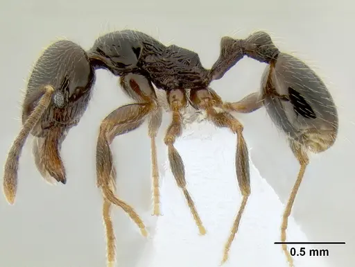 Stenamma maximon - CASENT0621635