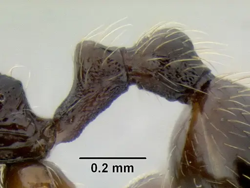 Stenamma maximon - CASENT0621635