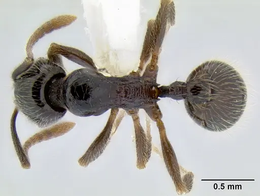 Stenamma maximon - CASENT0623062