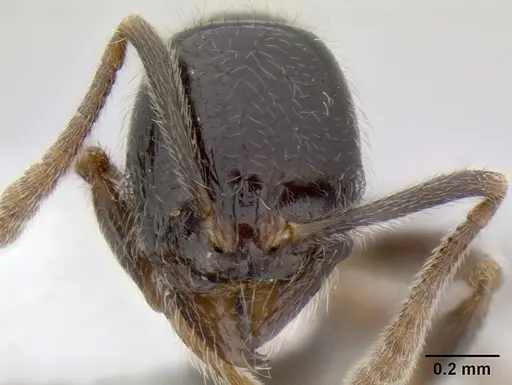 Stenamma maximon - CASENT0623062