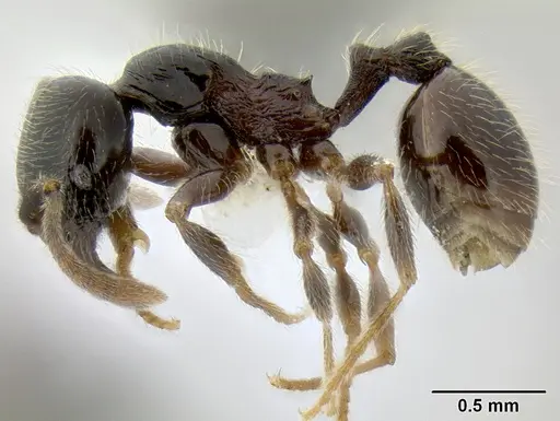 Stenamma maximon - CASENT0623062