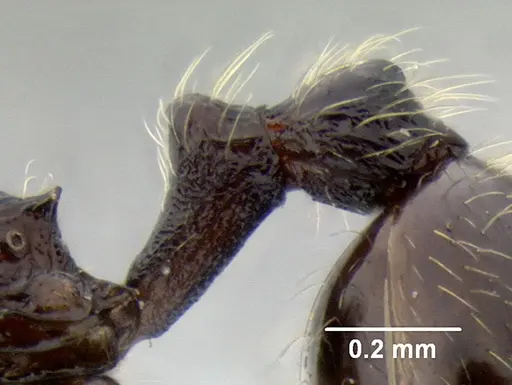 Stenamma maximon - CASENT0623062