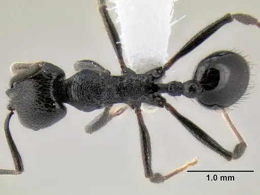 Stenamma megamanni specimen