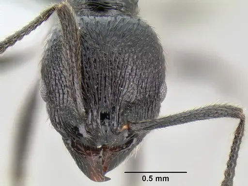 Stenamma megamanni specimen