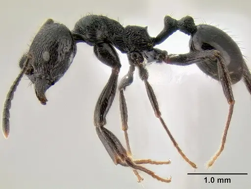 Stenamma megamanni specimen
