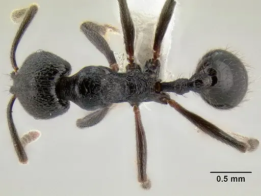 Stenamma megamanni - CASENT0603933