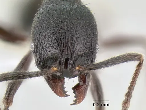 Stenamma megamanni - CASENT0603933