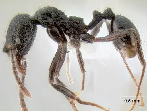 Stenamma megamanni - CASENT0603933