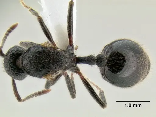 Stenamma megamanni - CASENT0604840