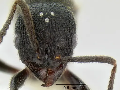 Stenamma megamanni - CASENT0604840