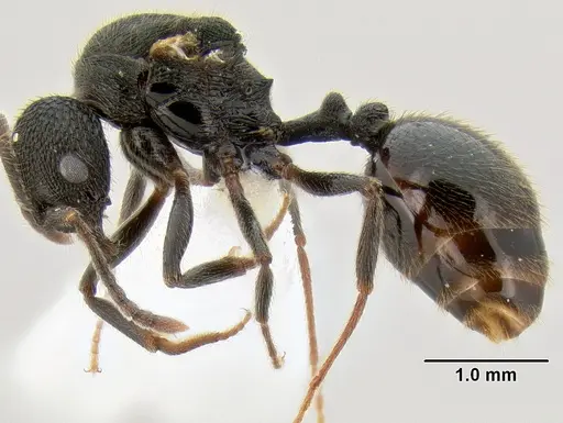 Stenamma megamanni - CASENT0604840