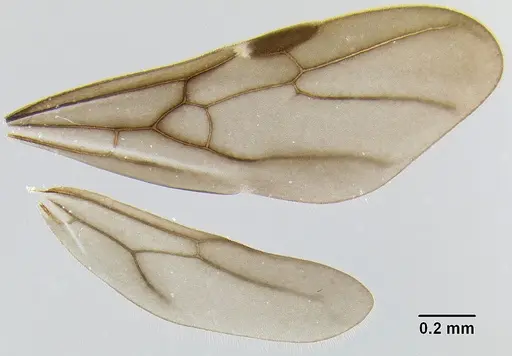 Stenamma megamanni - CASENT0604840