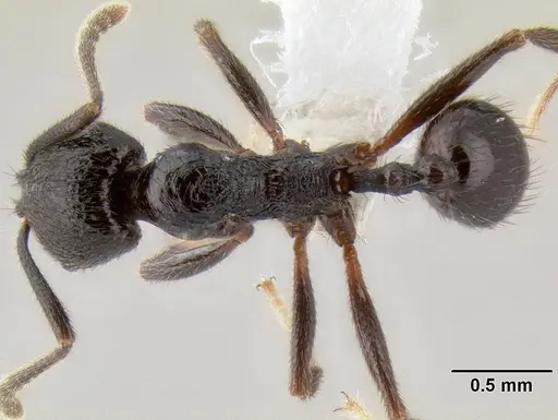 Stenamma megamanni - CASENT0606731