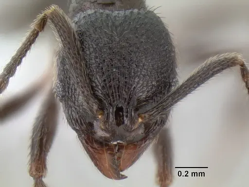 Stenamma megamanni - CASENT0606731