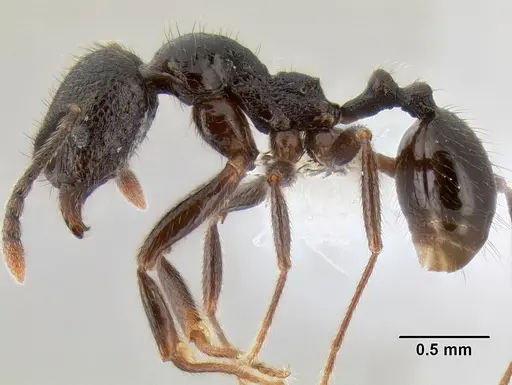 Stenamma megamanni - CASENT0606731