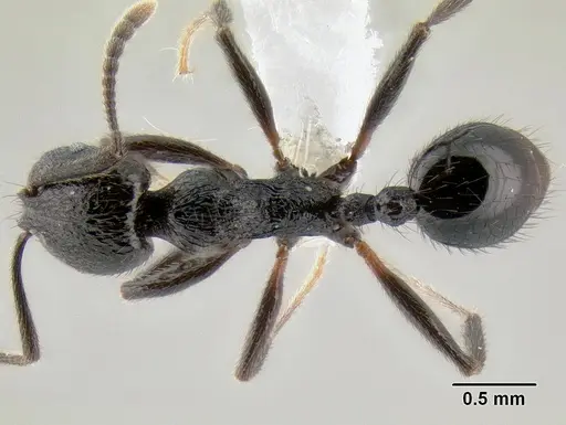 Stenamma megamanni - CASENT0606734