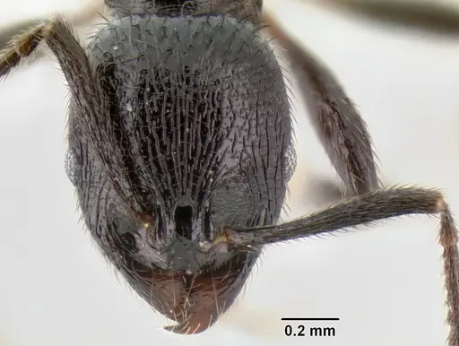 Stenamma megamanni - CASENT0606734