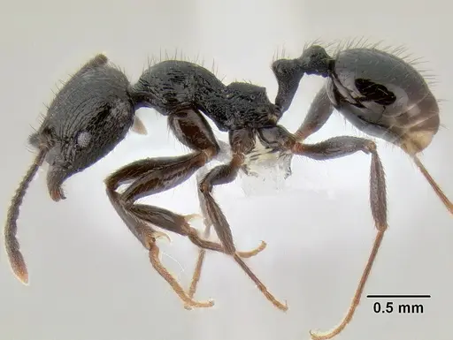 Stenamma megamanni - CASENT0606734