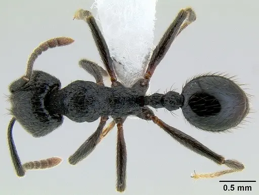 Stenamma megamanni - CASENT0621836