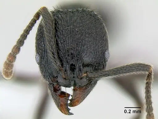 Stenamma megamanni - CASENT0621836