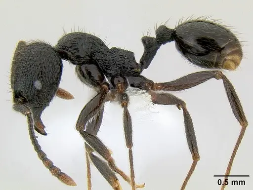 Stenamma megamanni - CASENT0621836