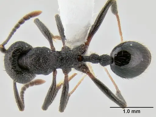 Stenamma megamanni - CASENT0622851